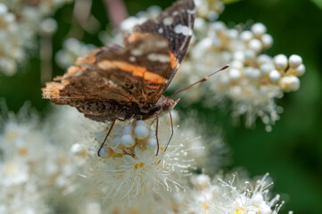 Vanessa cardui or painted lady probing for nectar on white flowers
