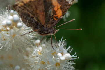 Vanessa cardui or painted lady probing for nectar on white flowers
