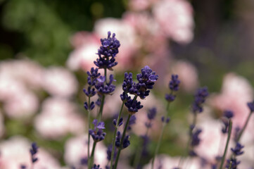 lavender and roses (out of focus background)