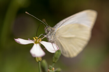 white butterfly on a flower