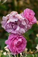 fading pink flowers 