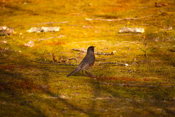 bird standing upright