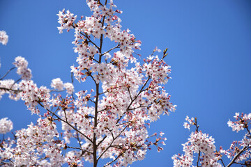 桜と青空