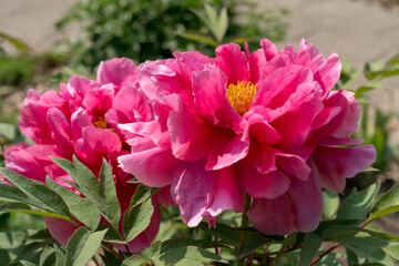 hot or deep pink Paeonia × suffruticosa blossom close up