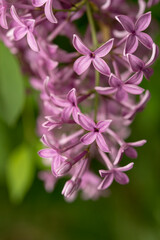 pink lilac blossoms in delicate light