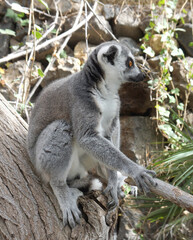 Lemur sitting on a tree in Jungle Park, Chayofa, Tenerife, Canary Islands, Spain 