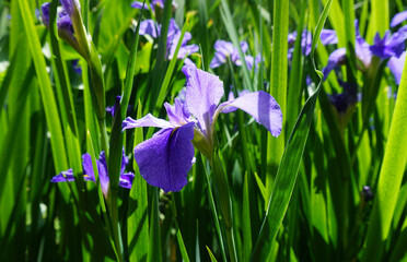 Iris flowers field in the sun, purple blossoms and green leaves 