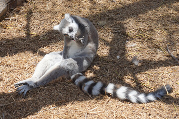 Lemur sitting on the floor and washing its hand