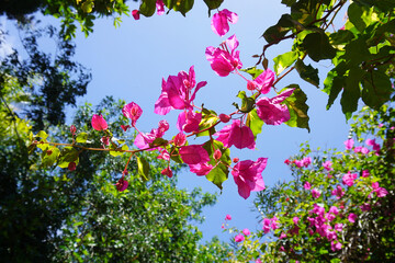 Obraz na płótnie Canvas Bounganville fuchsia color flowers on a blue sky background