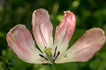 four petals of an old pink tulip (the others are missing)