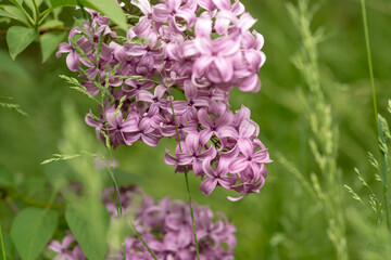 low hanging lilac branches touching the grass 