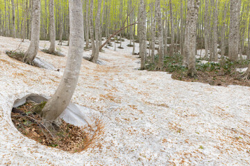 残雪とブナ林