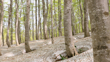 残雪とブナ林