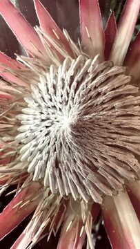 Vertical video of protea