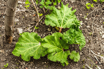 Bud of young rhubarb and large green leaves. Spring seasonal of growing plants. Gardening concept