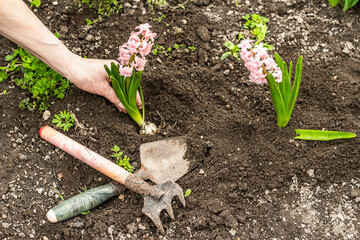 Gardening conceptual background. Woman's hands plant pink hyacinth into the soil. Spring season