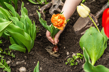 Gardening conceptual background. Children's hands planting orange tulip in to the soil