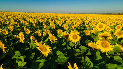 sunflower seed field top view