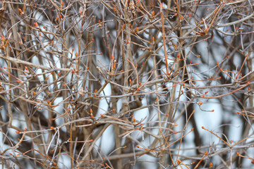 Dry twigs of Enkianthus perulatus known in Japan as doudan tsutsuji is a species of flowering plant in the family Ericaceae, native to Japan.