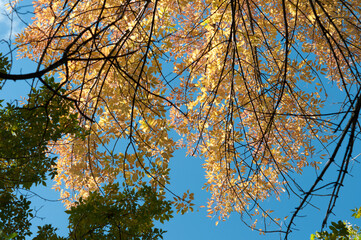 branches against blue sky