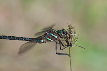 dragonfly on a branch