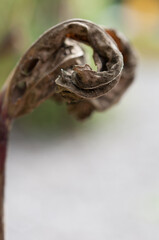 dried leaf close up with blank space