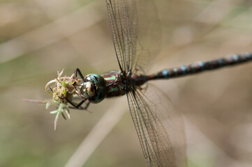 dragonfly close up