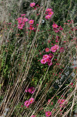 pink wildflowers in the garden