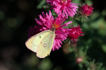butterfly on flower