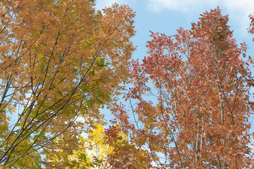 blue sky and autumn trees