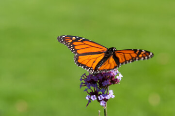 butterfly on flower (with blank space)