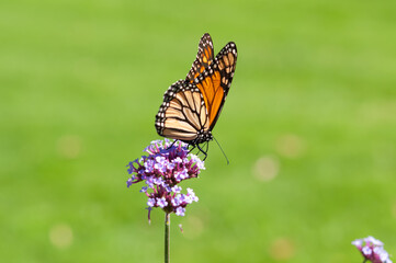 butterfly on a flower (bokeh background)