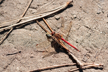dragonfly - libellulidae (Sympetrum vicinum?) on a twig with bug