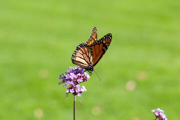 butterfly on a flower
