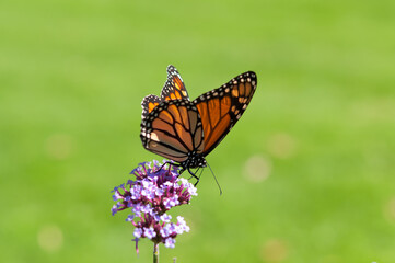 monarch butterfly on a flower (bokeh background)