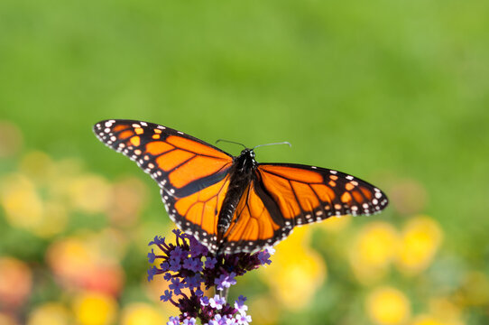 butterfly on flower (green background)