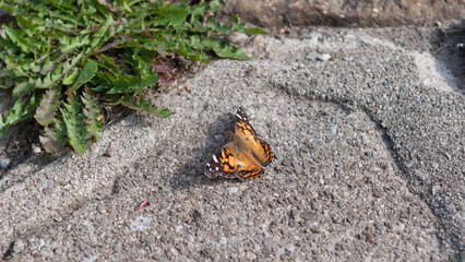 Vanessa cardui or painted lady sunning on a pavement