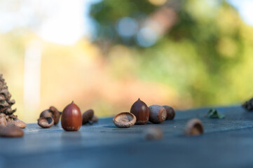 autumn still life (acorn and cupule)
