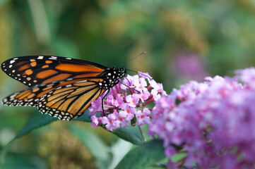 monarch butterfly on a Buddleia davidii flower