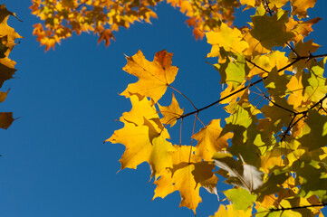 Fototapeta na wymiar maple leaves