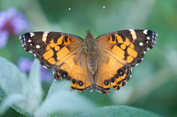 Vanessa cardui or painted lady (with some damage to its left wing) on a left