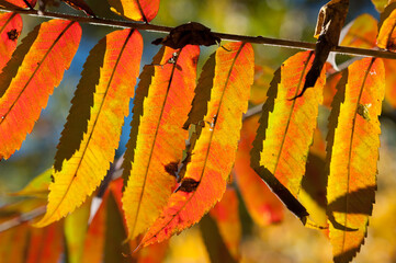 autumn sumac leaves