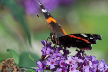 red admiral butterfly on a flower