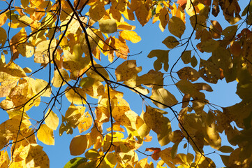 yellow autumn leaves on blue sky