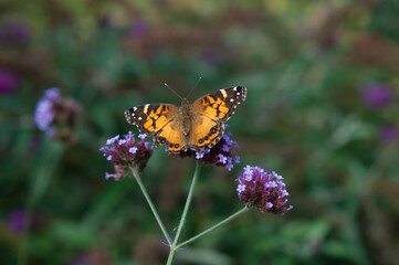 Vanessa cardui or painted lady on verbena