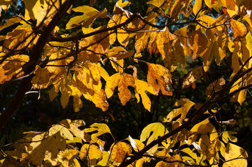 yellow autumn Sassafras leaves