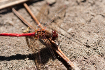 dragonfly - libellulidae (Sympetrum vicinum?) resting on twig