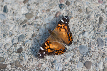 Vanessa cardui or painted lady on a concrete pavement -top view