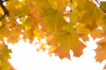 autumn leaves background