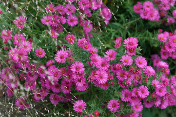 Fototapeta premium pink wildflowers in the garden